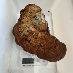 サルノコシカケ 猿の腰掛け 硯屏 オブジェ 置物 レトロ 霊芝 漢方 書道具の画像