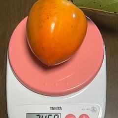 干し柿用　大玉　😱残り25〜30個程😱の画像