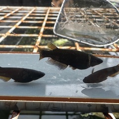 メダカ 黒心龍🐉1ペア＋メス 極上の画像