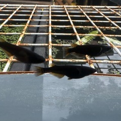 メダカ 黒心龍🐉1ペア＋メス 極上の画像