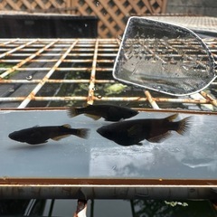 メダカ 黒心龍🐉1ペア＋メス 極上の画像