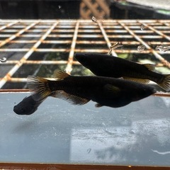 メダカ 黒心龍🐉1ペア＋メス 極上の画像