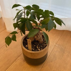 観葉植物　ガジュマル　鉢つきの画像