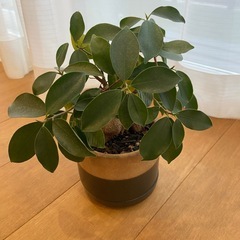 観葉植物　ガジュマル　鉢つきの画像
