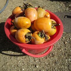 ★渋柿約５ｋｇ「バケツ1杯」無料で差し上げます！の画像