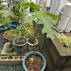 パパイヤ 苗 Aの画像