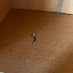 収納ラック　本棚　２つの画像