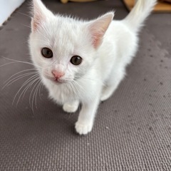 白猫 2ヶ月 メス