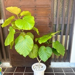 ウンベラータの画像