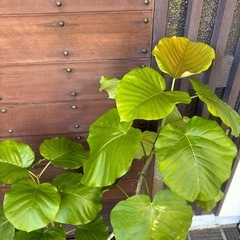 ウンベラータの画像