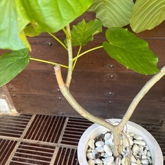 ウンベラータの画像