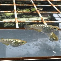 メダカ 覇王🐉ゴールドタイプ 1ペア＋メスの画像