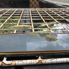 メダカ 覇王🐉ゴールドタイプ 1ペア＋メスの画像