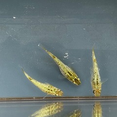 メダカ 覇王🐉ゴールドタイプ 1ペア＋メスの画像