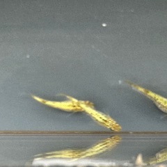メダカ 覇王🐉ゴールドタイプ 1ペア＋メスの画像