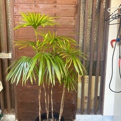 シュロチクの画像