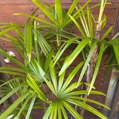 シュロチクの画像