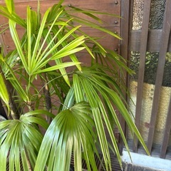 シュロチクの画像