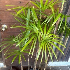 シュロチクの画像