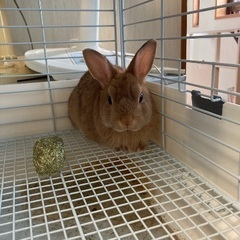 ネザーランドドワーフ2匹