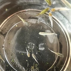 メダカ　ラメミックス(15匹)の画像