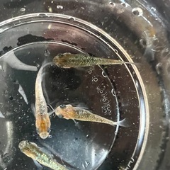 メダカ　ラメミックス(15匹)の画像