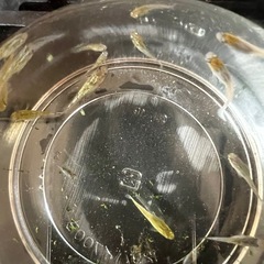 メダカ　ラメミックス(15匹)の画像