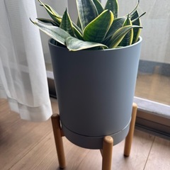 いかついサンスベリアの画像