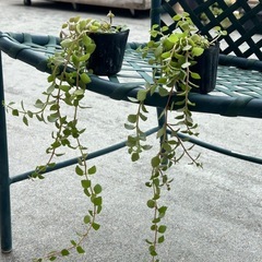 プロストラーツス？の画像