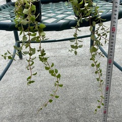 プロストラーツス？の画像