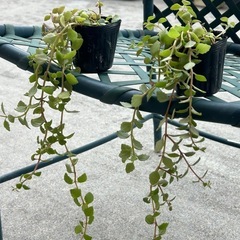 プロストラーツス？の画像