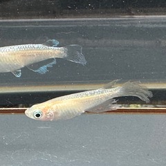 メダカ 森🌳の妖精🧚‍♀️💫1ペア＋メス 若魚の画像