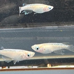 メダカ 森🌳の妖精🧚‍♀️💫1ペア＋メス 若魚の画像