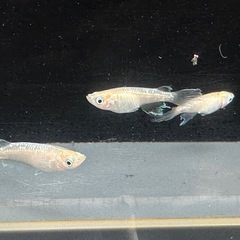 メダカ 森🌳の妖精🧚‍♀️💫1ペア＋メス 若魚の画像