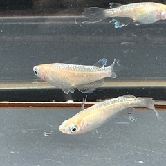 メダカ 森🌳の妖精🧚‍♀️💫1ペア＋メス 若魚の画像
