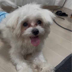 マルチーズ 雄1歳4ヶ月