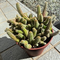 紐サボテン🌵ビャクダンの画像