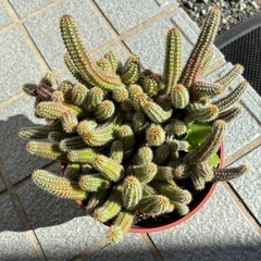 紐サボテン🌵ビャクダンの画像