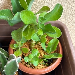 植物🪴カランコエ？　黄色の花が咲きますの画像