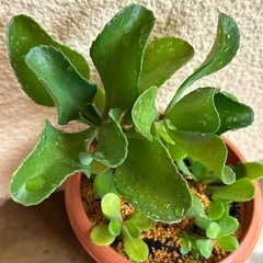 植物🪴カランコエ？　黄色の花が咲きますの画像