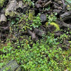 木材・角材など色々、長いものもあり　DIY、薪にどうぞの画像