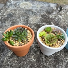 多肉植物　寄せ植え の画像