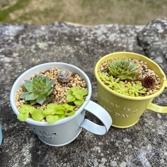 多肉植物　寄せ植え の画像
