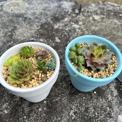 多肉植物　寄せ植え の画像