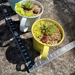 多肉植物　寄せ植え の画像