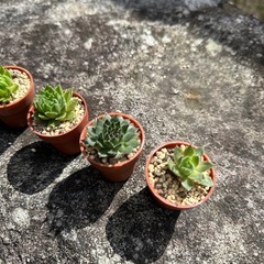 一寸鉢　センペルビウムの画像
