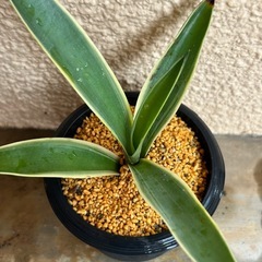 アガベの子株の画像