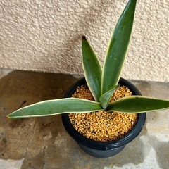 アガベの子株の画像