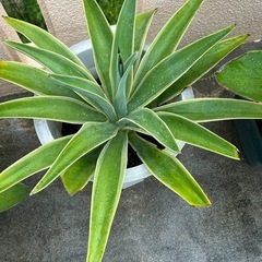 アガベの子株の画像