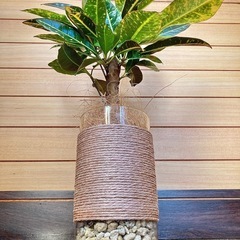 観葉植物　クロトンとガラス製鉢カバーの画像